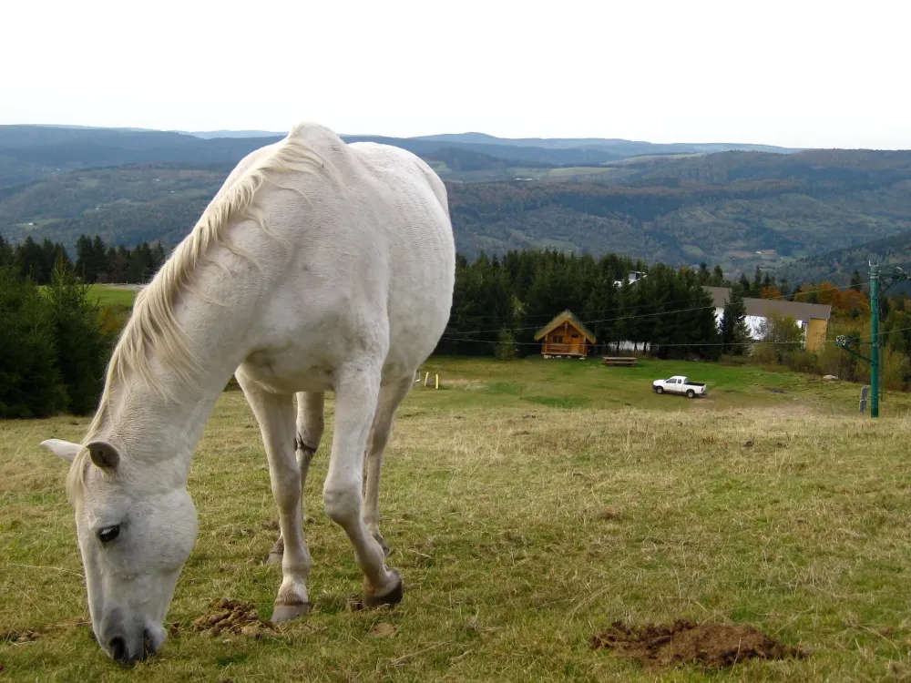 Cours d'équitation à Saint-Maurice-sur-Moselle