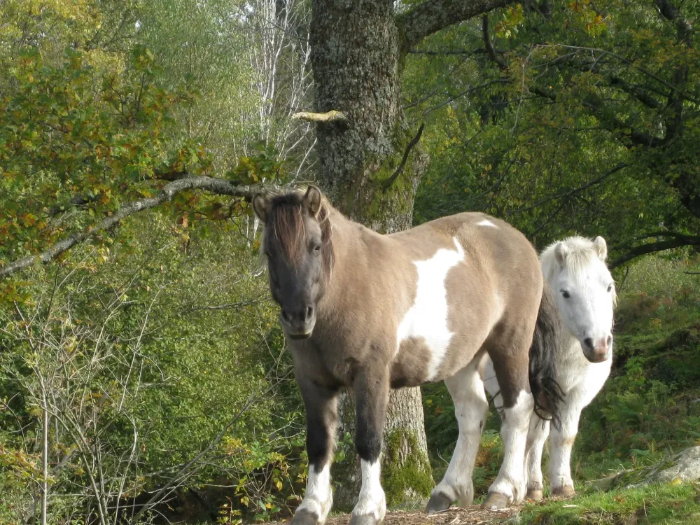 Stage d'équitation à Saint-Maurice-sur-Moselle