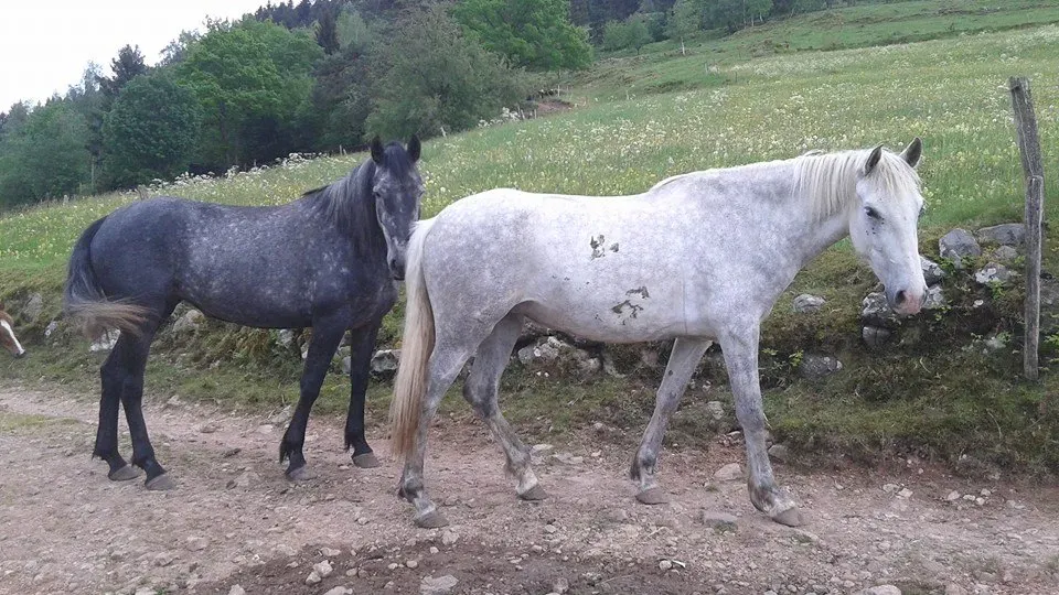 Randonnée équestre à Saint-Maurice-sur-Moselle