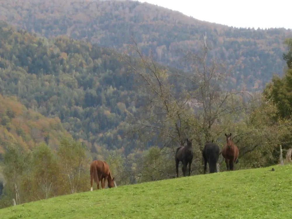 Équitation à Saint-Maurice-sur-Moselle