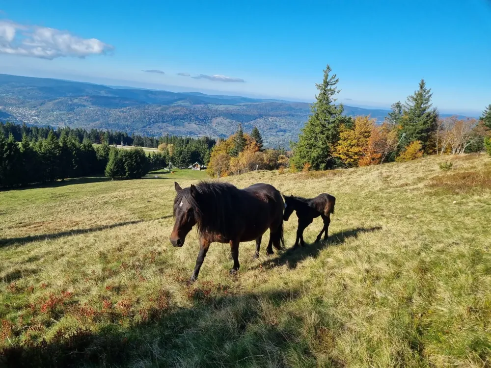 CENTRE HIPPIQUE DU BALLON D'ALSACE (1)