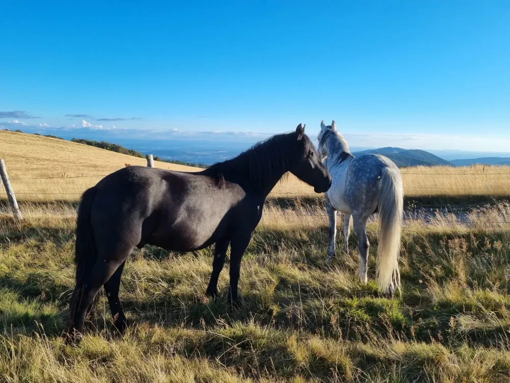 CENTRE HIPPIQUE DU BALLON D'ALSACE (30)