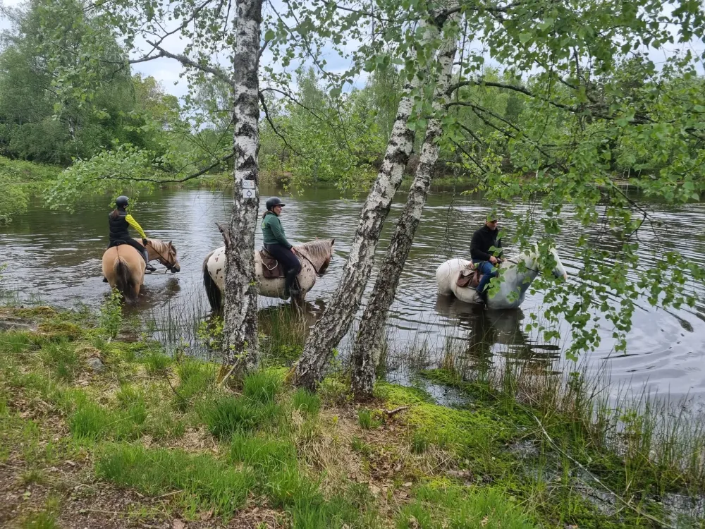 CENTRE HIPPIQUE DU BALLON D'ALSACE (1)