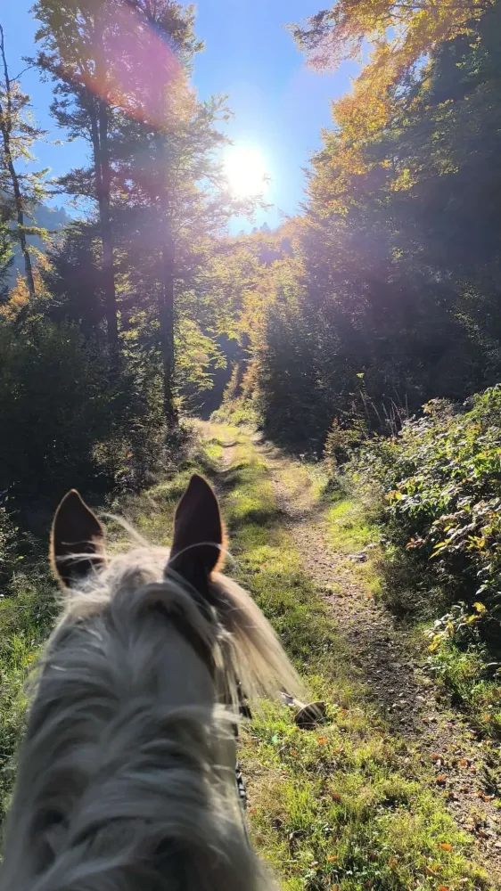 CENTRE HIPPIQUE DU BALLON D'ALSACE (7)