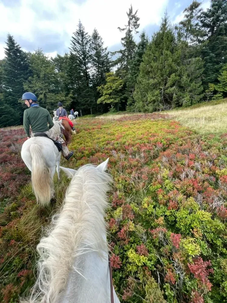 CENTRE HIPPIQUE DU BALLON D'ALSACE (16)